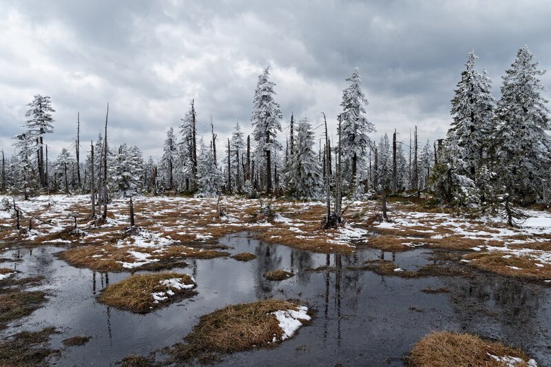 Snow-covered Forest — White, Dreary, Winter