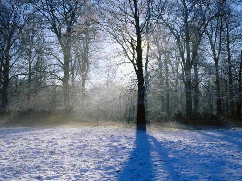 Snow-covered Forest — White, Frost