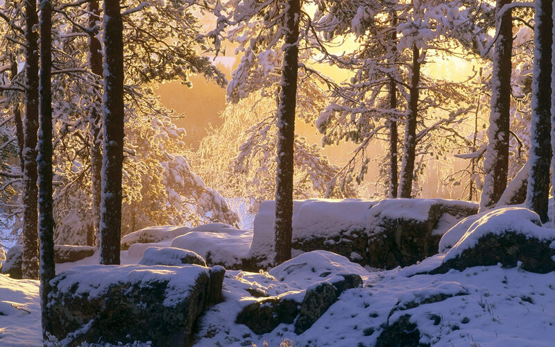 Snow-covered Forest — White, Gold
