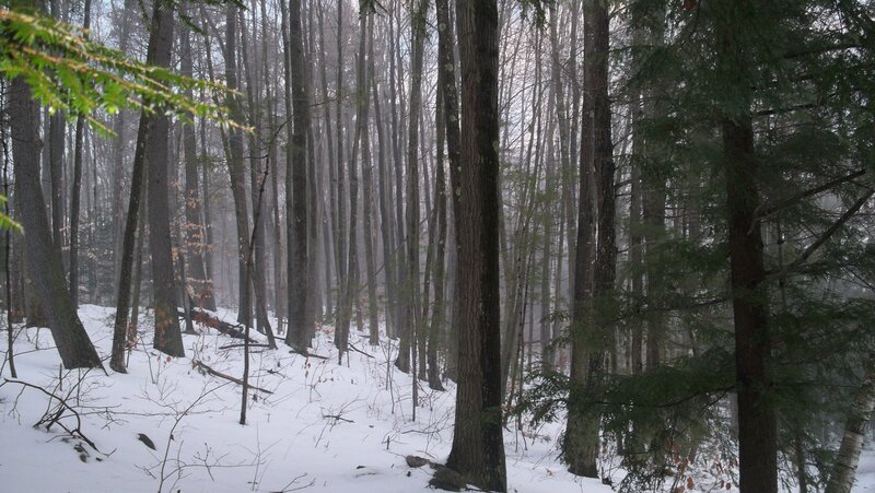 Snow-covered Forest — White, Misty