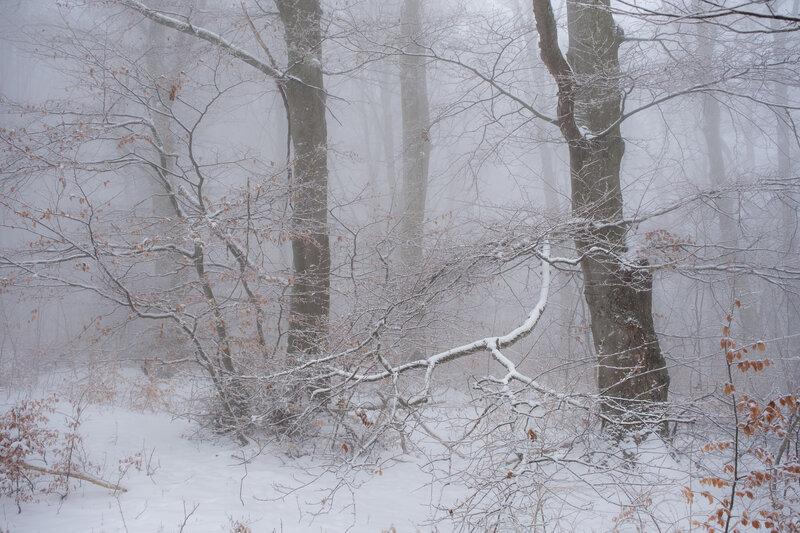 Snow-covered Forest — White, Misty, Winter, Photograph