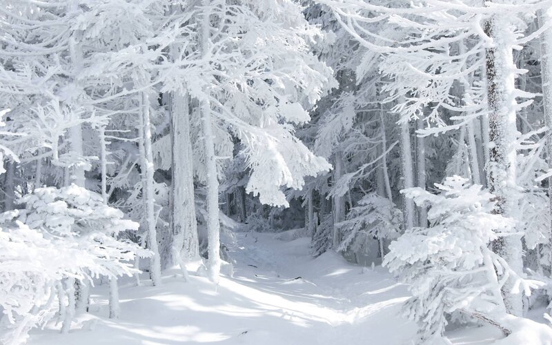 Snow-covered Forest — White, Path