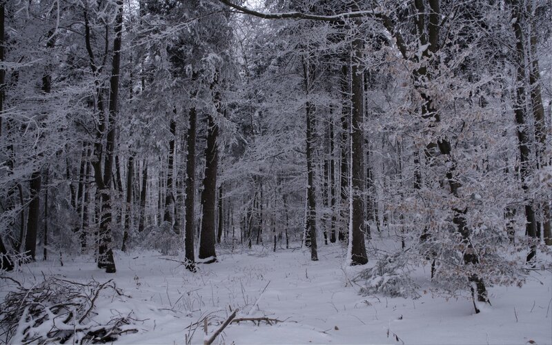Snow-covered Forest — White, Quiet