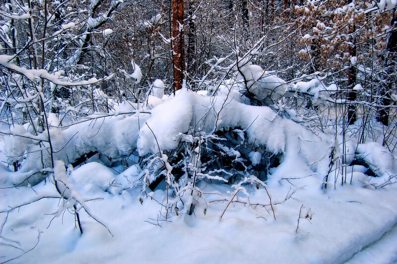 Snow-covered Forest — White, Quiet, Winter, Photograph