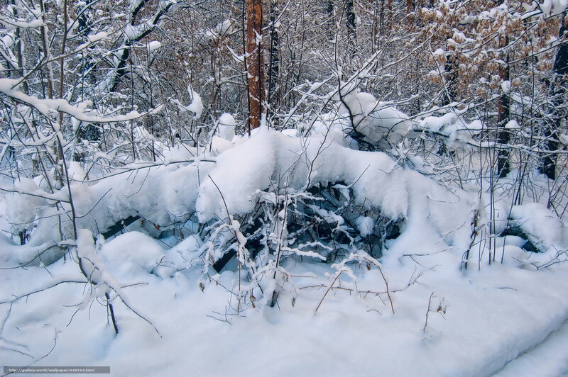 Snow-covered Forest — White, Quiet, Winter, Photograph, Trees