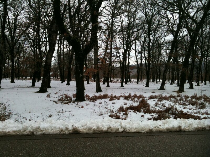 Snow-covered Forest — White, Quiet, Winter
