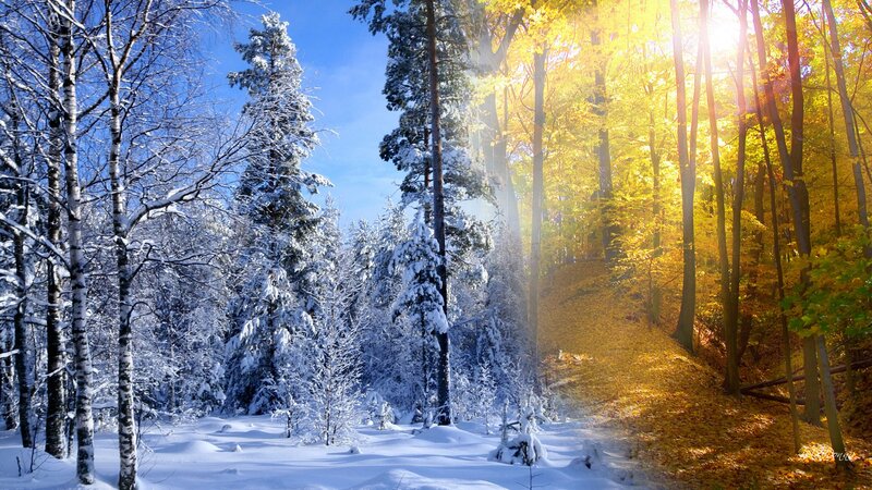 Snow-covered Forest — White, Serene, Autumn