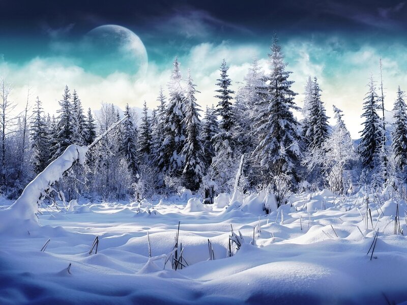 Snow-covered Forest — White, Serene, Night, Digital Art, Trees, Moon