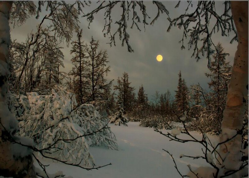 Snow-covered Forest — White, Serene, Night, Photograph