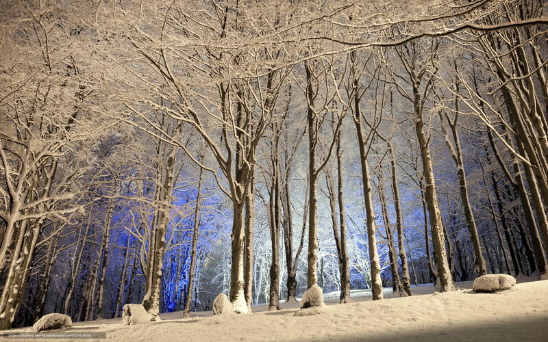 Snow-covered Forest — White, Serene, Night, Photograph, Trees, Snow
