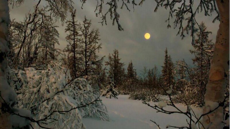 Snow-covered Forest — White, Serene, Night, Photograph, Trees
