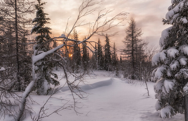 Snow-covered Forest — White, Serene, Sunset, Photograph, Trees, Snow