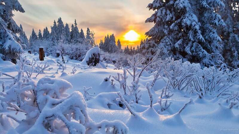 Snow-covered Forest — White, Serene, Sunset, Photograph, Trees, Sun