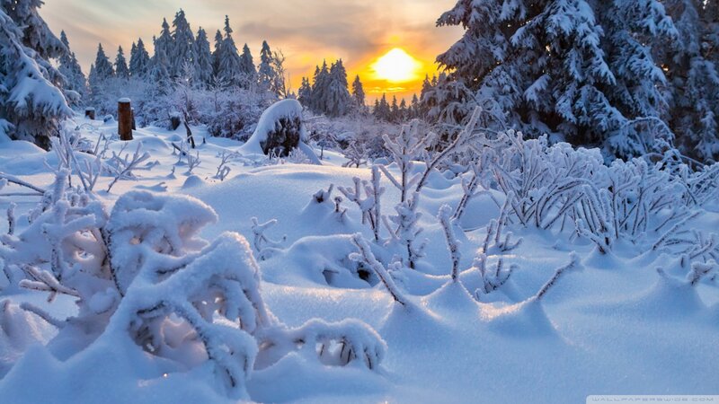 Snow-covered Forest — White, Serene, Sunset, Photograph, Trees