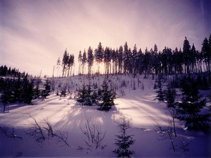 Snow-covered Forest — White, Serene