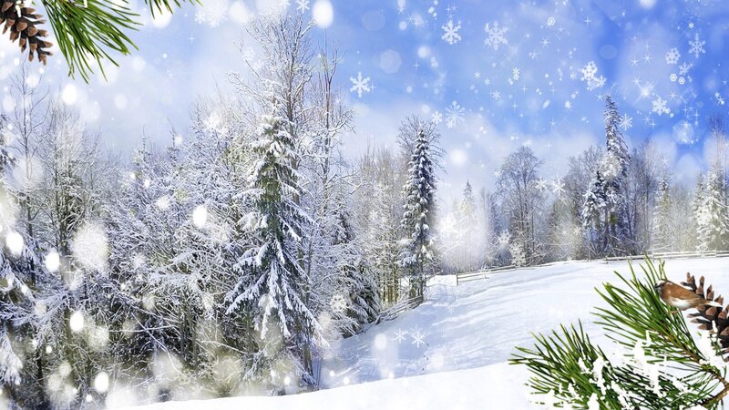 Snow-covered Forest — White, Serene, Winter, Digital Art, Pine Branches