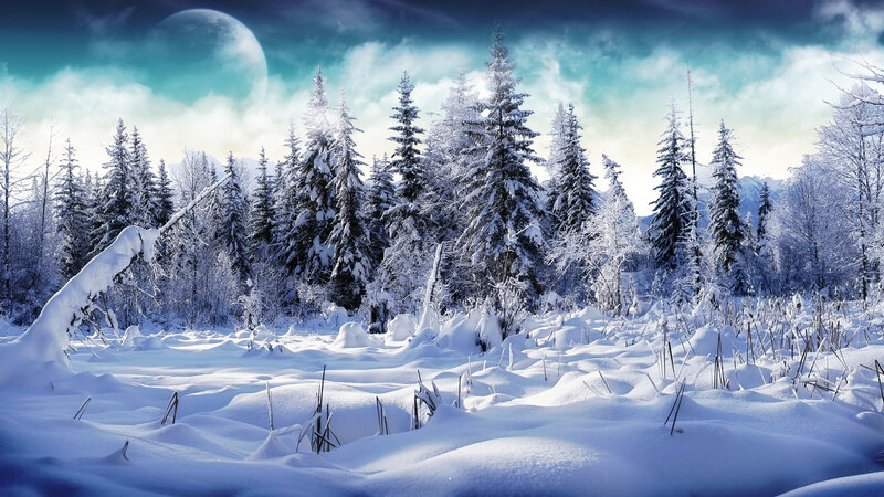 Snow-covered Forest — White, Serene, Winter, Digital Art