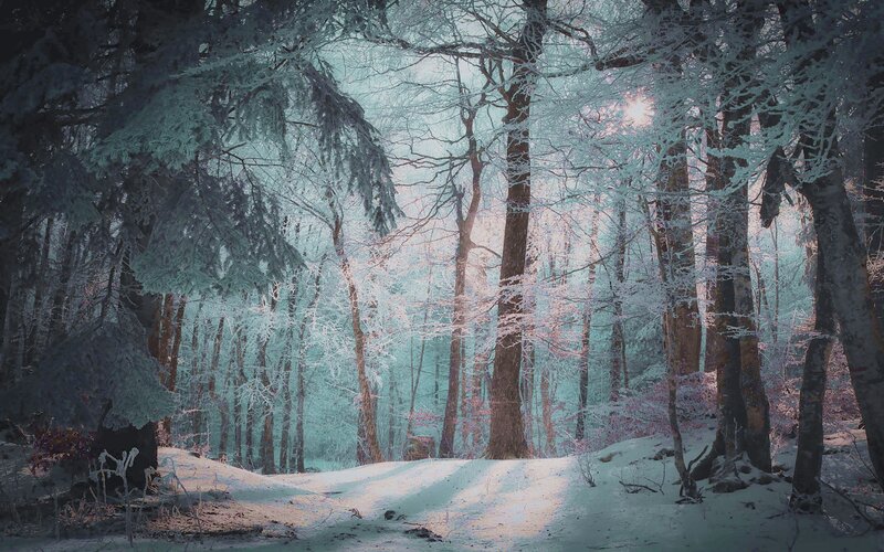 Snow-covered Forest — White, Serene, Winter, Digital Art, Trees