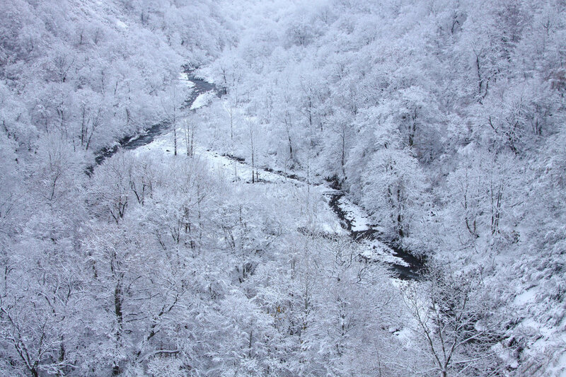 Snow-covered Forest — White, Serene, Winter, Photograph, River