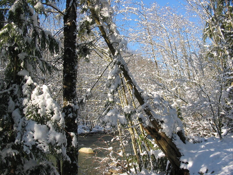 Snow-covered Forest — White, Serene, Winter, Photograph, River, Trees, Sky