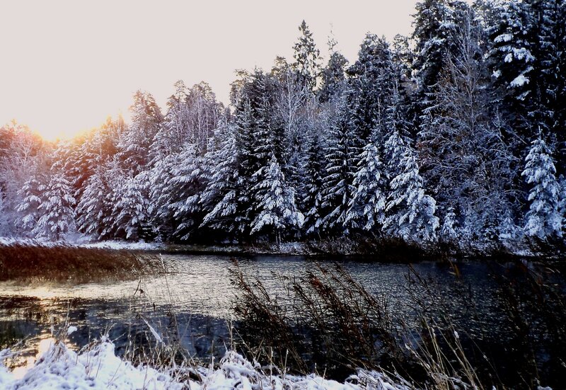 Snow-covered Forest — White, Serene, Winter, Photograph, River, Trees