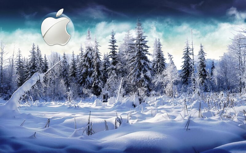Snow-covered Forest — White, Serene, Winter, Photograph