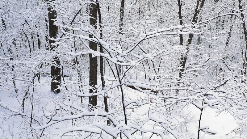 Snow-covered Forest — White, Serene, Winter, Photograph, Trees, Branches