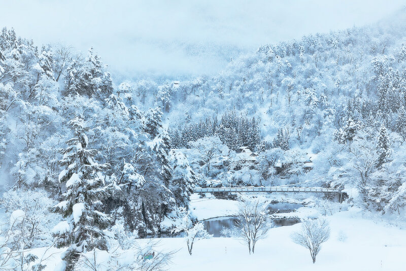Snow-covered Forest — White, Serene, Winter, Photograph, Trees, Bridge, River
