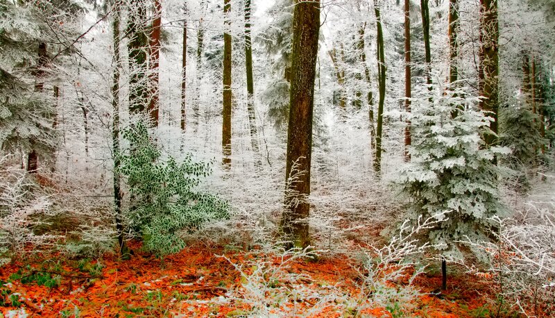 Snow-covered Forest — White, Serene, Winter, Photograph, Trees, Fallen Leaves