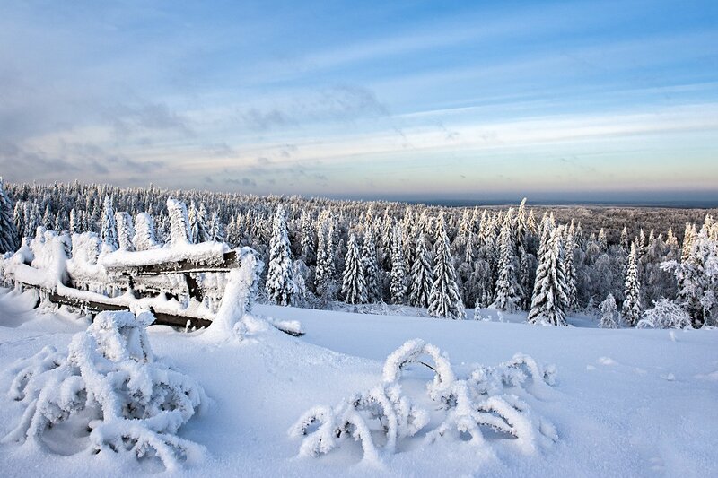 Snow-covered Forest — White, Serene, Winter, Photograph, Trees, Fence, Sky
