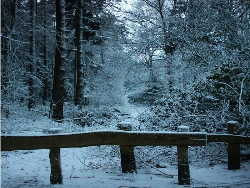 Snow-covered Forest — White, Serene, Winter, Photograph, Trees, Fence, Snow
