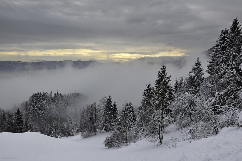 Snow-covered Forest — White, Serene, Winter, Photograph, Trees, Fog, Mountains