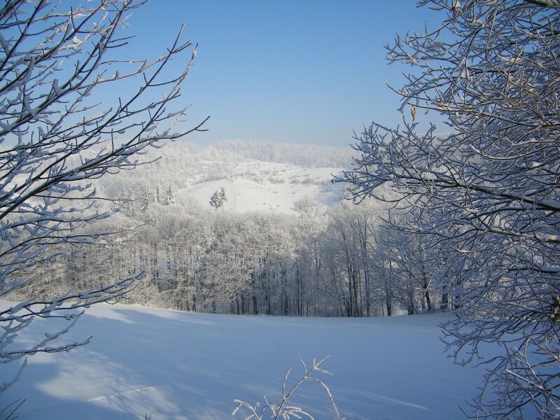 Snow-covered Forest — White, Serene, Winter, Photograph, Trees, Hills