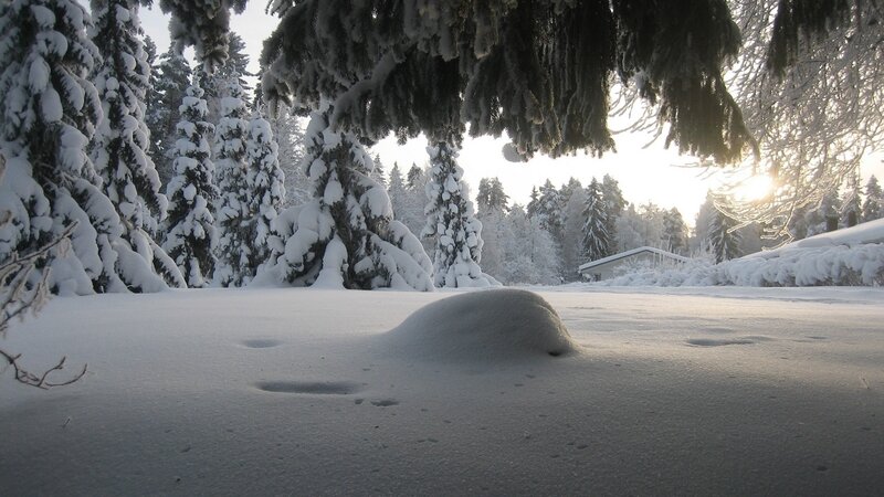 Snow-covered Forest — White, Serene, Winter, Photograph, Trees, House