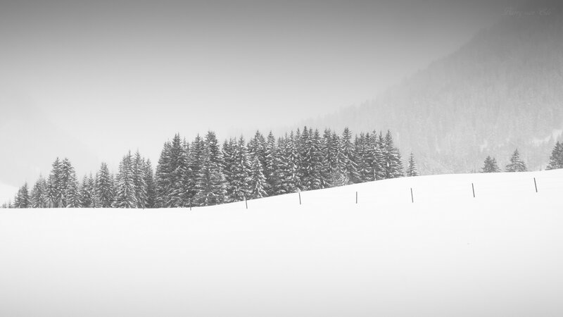 Snow-covered Forest — White, Serene, Winter, Photograph, Trees, Mountain, Fence