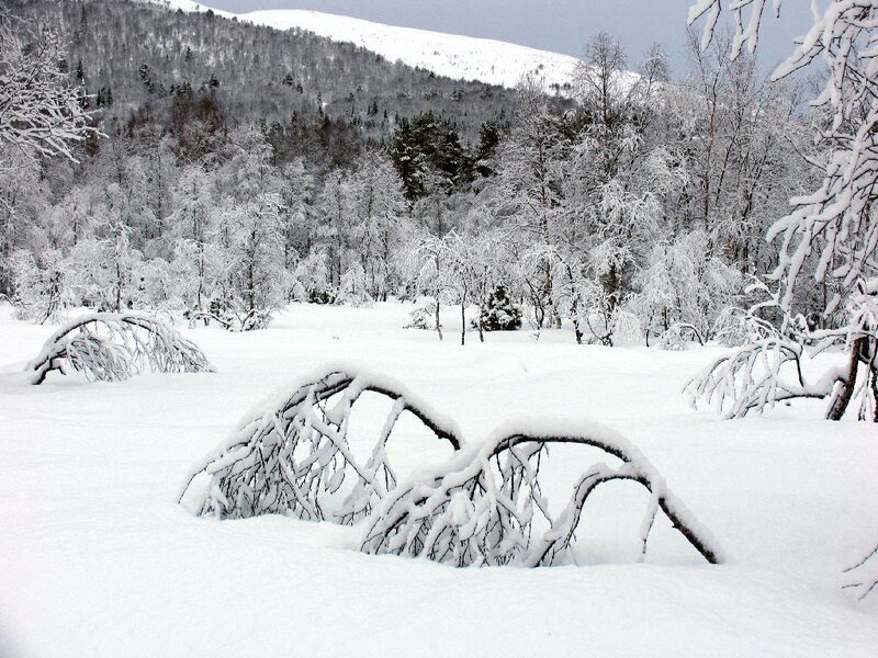 Snow-covered Forest — White, Serene, Winter, Photograph, Trees, Mountain