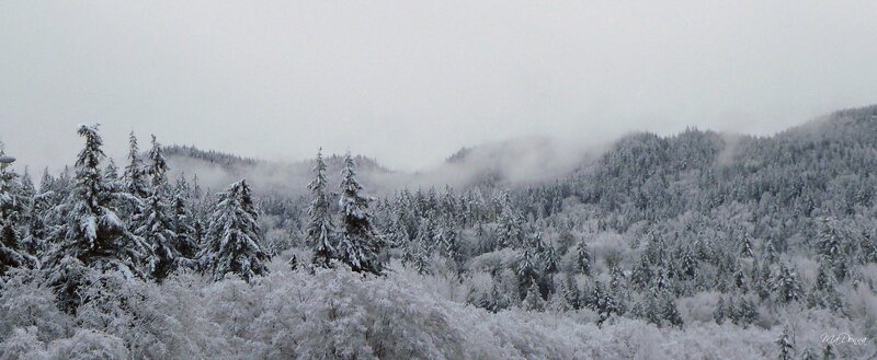 Snow-covered Forest — White, Serene, Winter, Photograph, Trees, Mountains