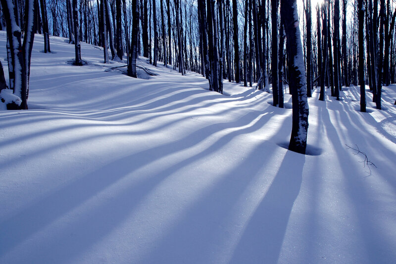 Snow-covered Forest — White, Serene, Winter, Photograph, Trees, Shadows