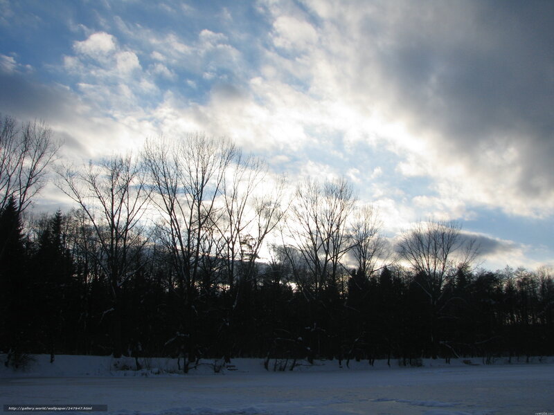 Snow-covered Forest — White, Serene, Winter, Photograph, Trees, Sky, Clouds