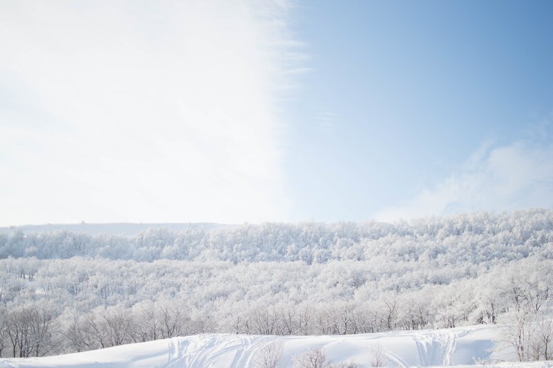 Snow-covered Forest — White, Serene, Winter, Photograph, Trees, Sky, Snow