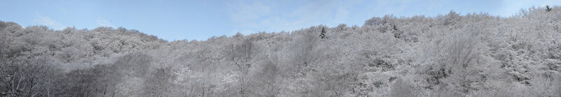 Snow-covered Forest — White, Serene, Winter, Photograph, Trees, Sky
