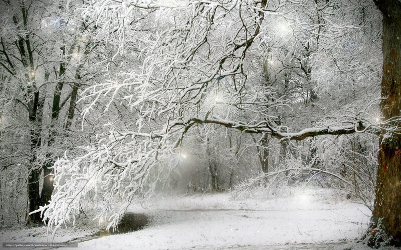 Snow-covered Forest — White, Serene, Winter, Photograph, Trees, Snow, Branches, Path