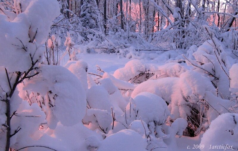 Snow-covered Forest — White, Serene, Winter, Photograph, Trees, Snow, Branches, Pink