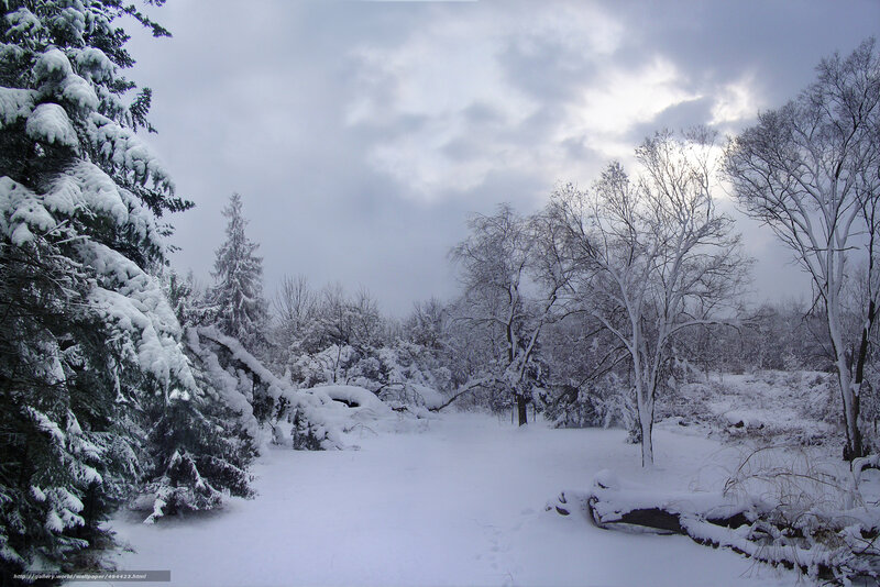 Snow-covered Forest — White, Serene, Winter, Photograph, Trees, Snow, Clouds