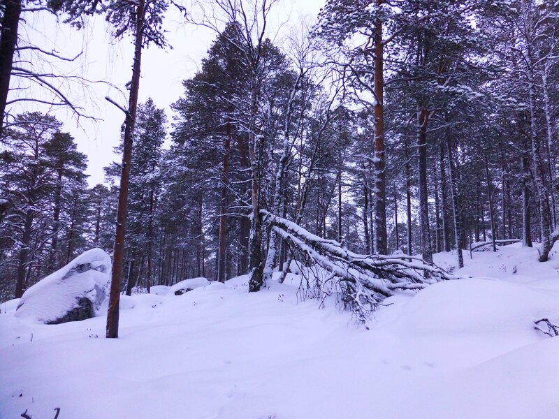 Snow-covered Forest — White, Serene, Winter, Photograph, Trees, Snow, Fallen Tree