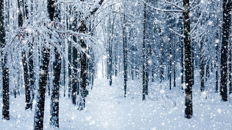 Snow-covered Forest — White, Serene, Winter, Photograph, Trees, Snow, Falling Snow