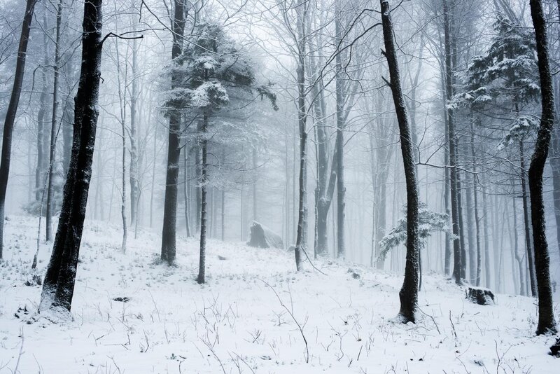 Snow-covered Forest — White, Serene, Winter, Photograph, Trees, Snow, Fog, Rock