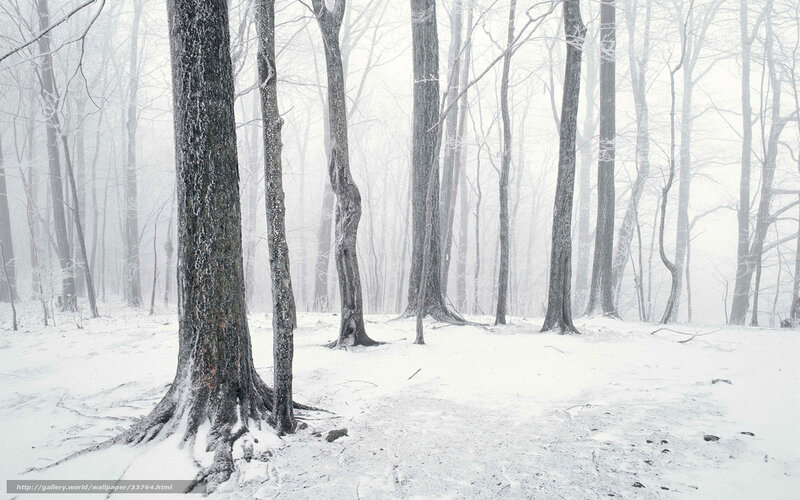 Snow-covered Forest — White, Serene, Winter, Photograph, Trees, Snow, Fog