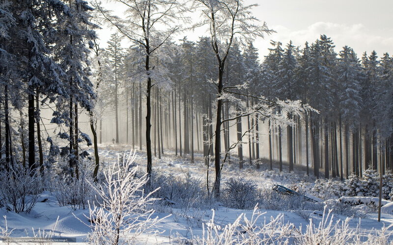 Snow-covered Forest — White, Serene, Winter, Photograph, Trees, Snow, Frost