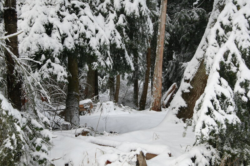 Snow-covered Forest — White, Serene, Winter, Photograph, Trees, Snow, Green